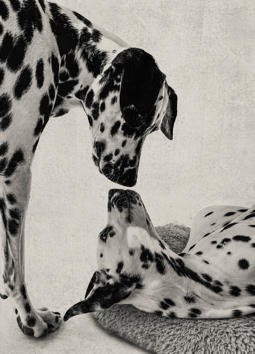 Quiet Bond Dalmatian connection art print by Fiorpaw
