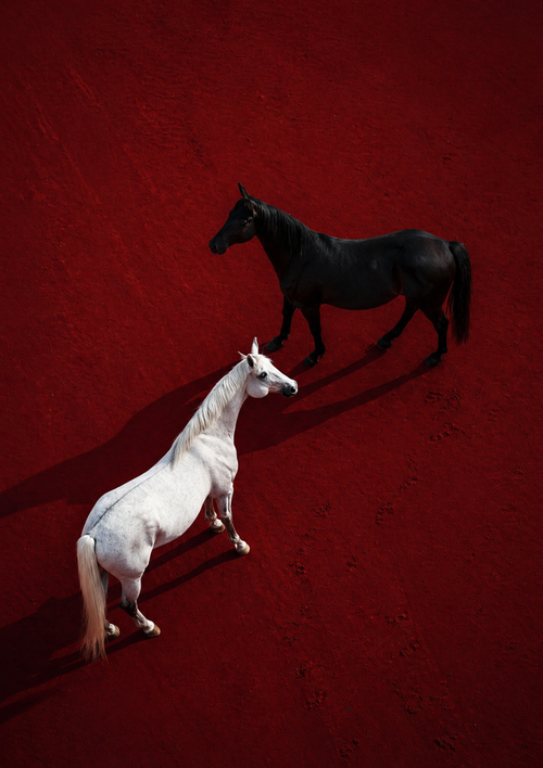Crimson Contrast horse wall art print by Fiorpaw